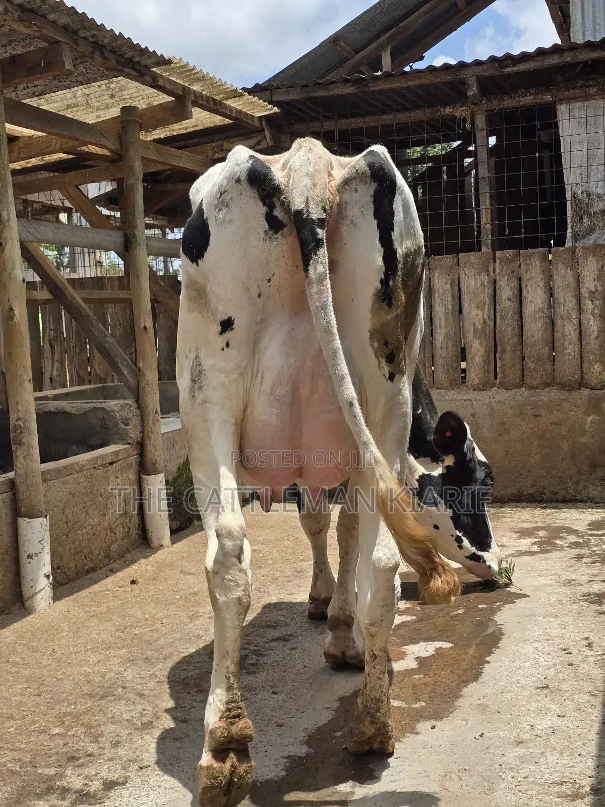 Pure Pedigree Holstein
