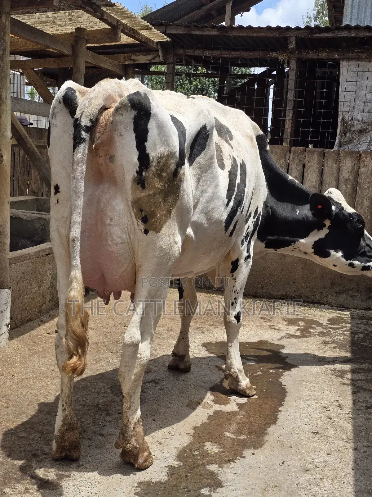 Pure Pedigree Holstein
