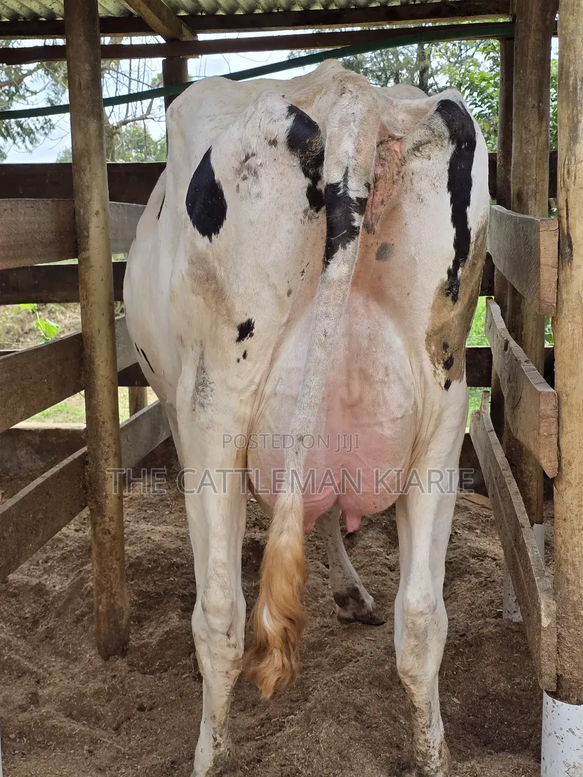 Pure Pedigree Holstein