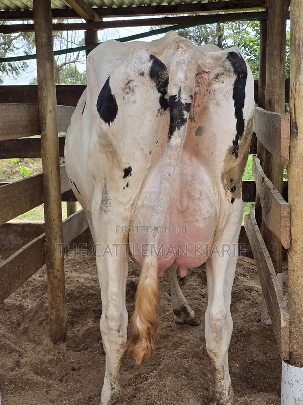 Pure Pedigree Holstein - thumbnail 11