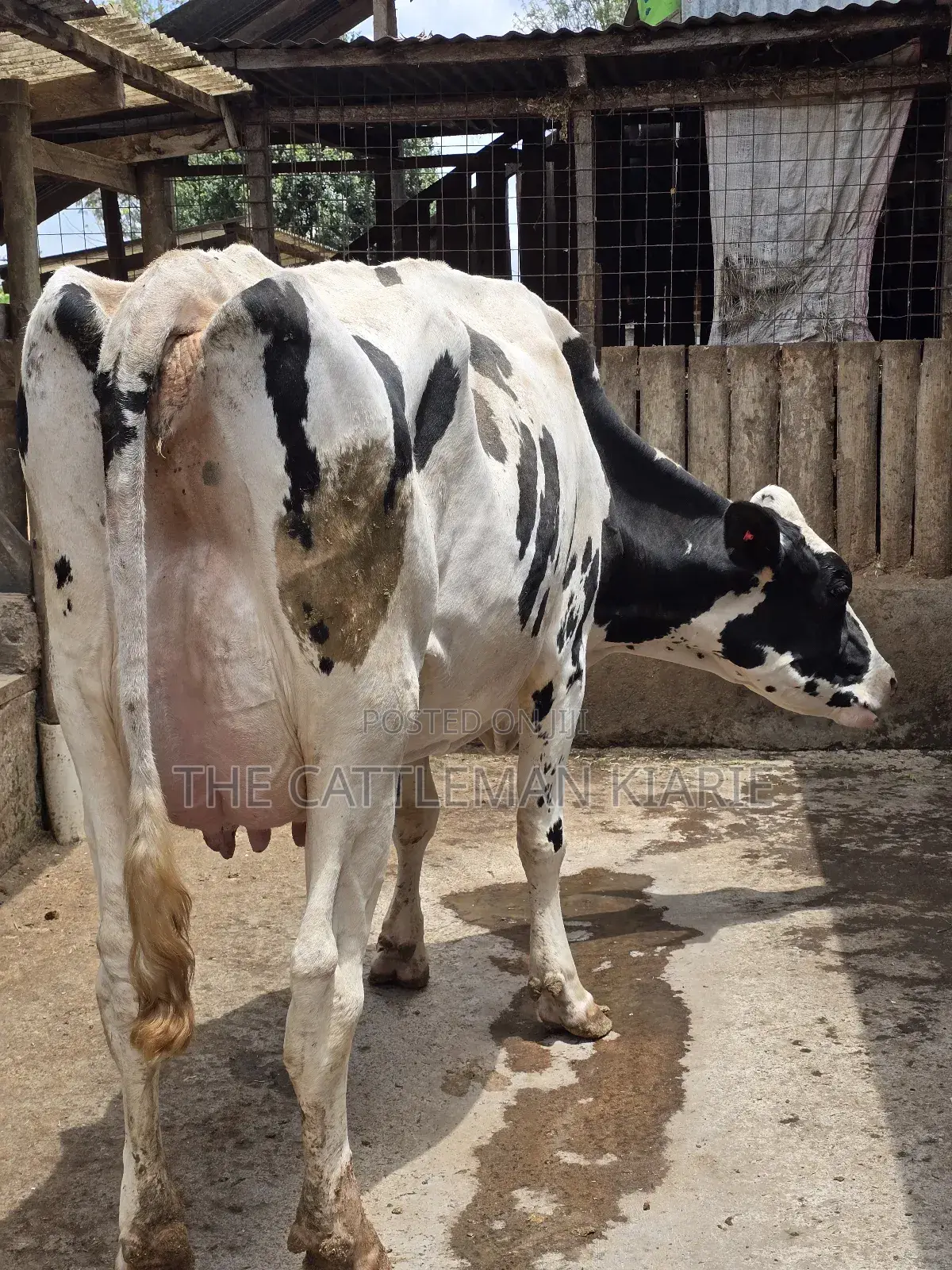 Pure Pedigree Holstein