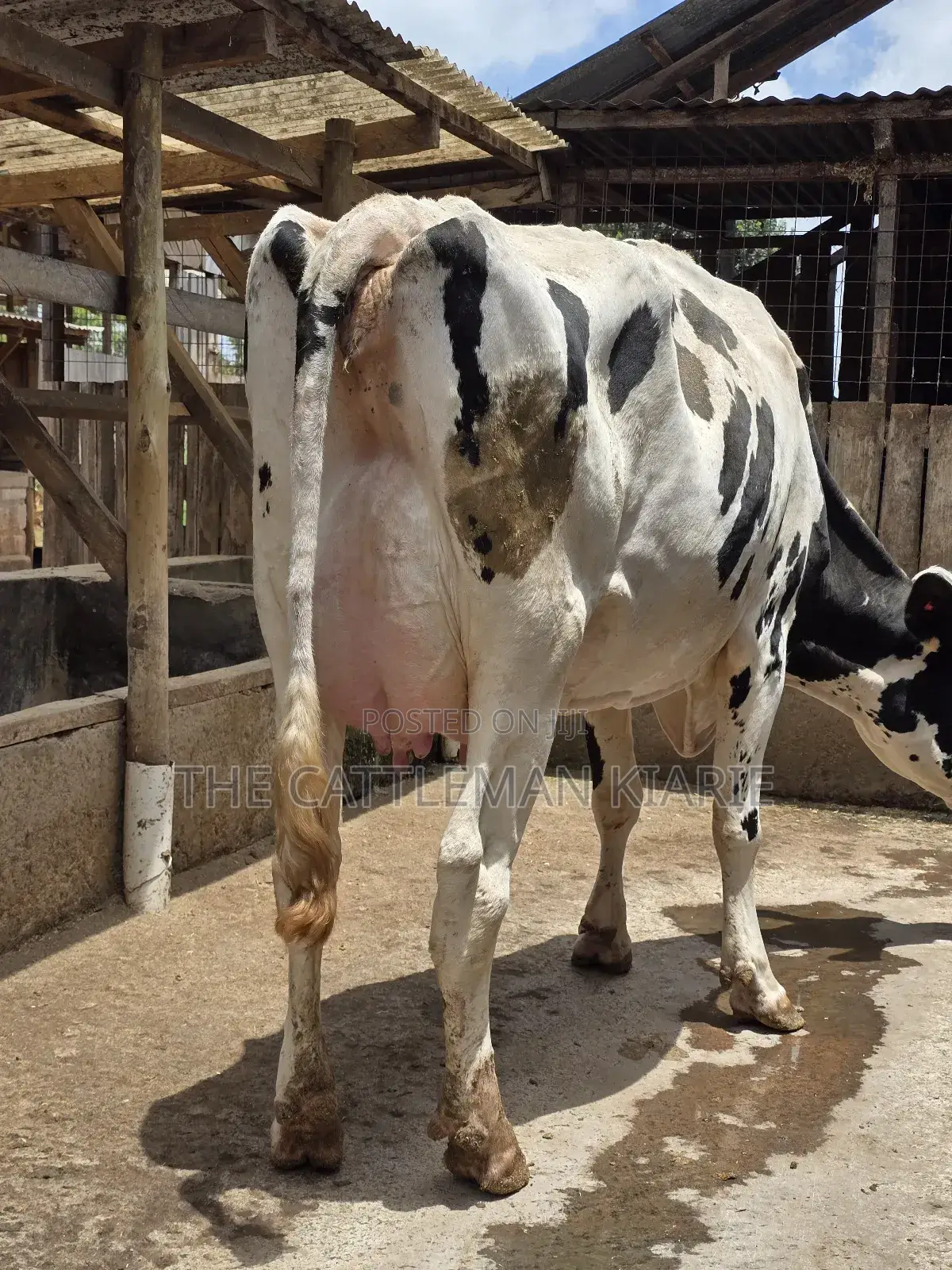 Pure Pedigree Holstein