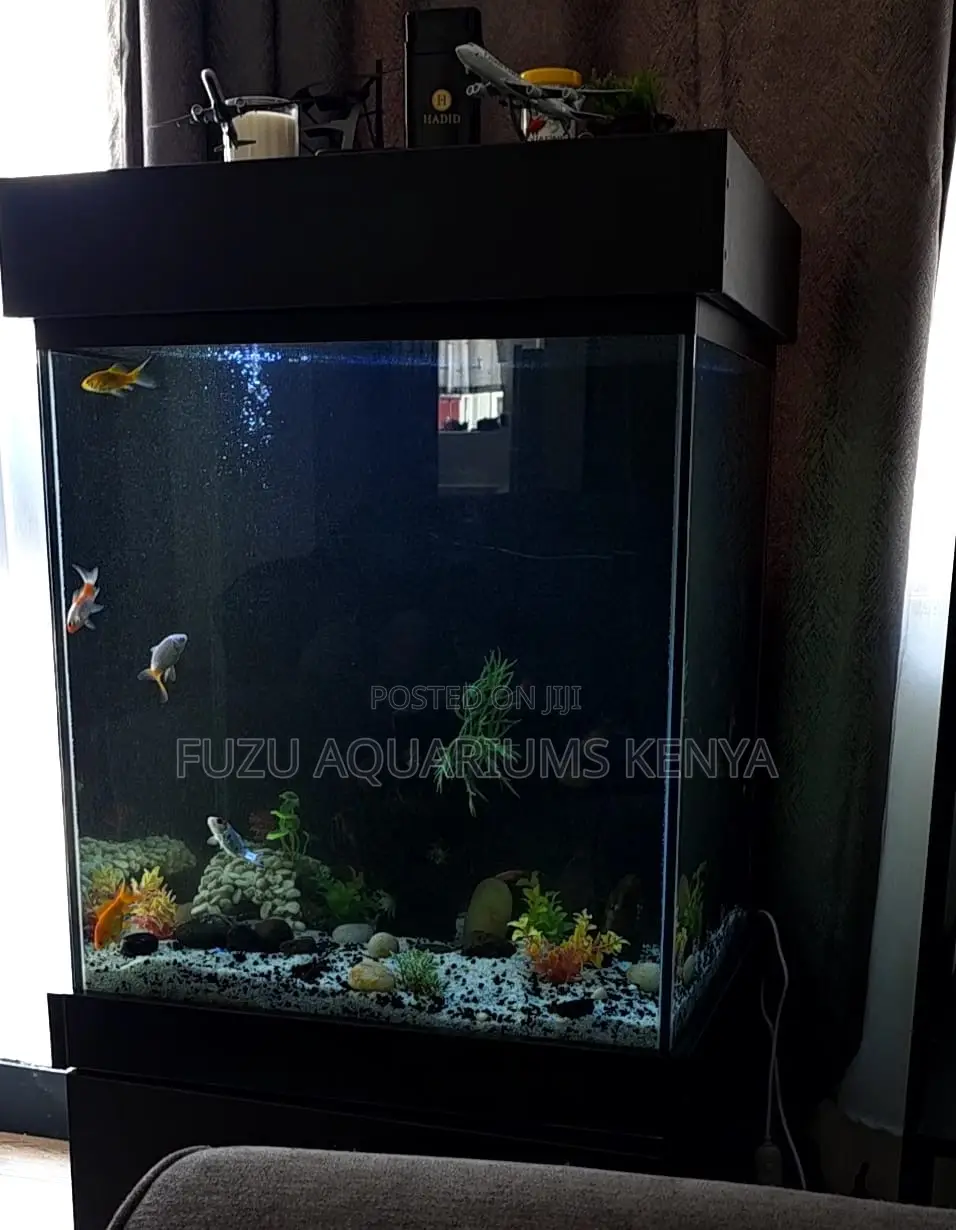 Beautiful Goldfish Habitat – Complete Setup Aquarium