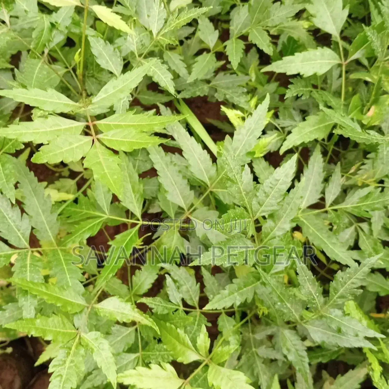Neem Tree Scientific Name: Azadirachta Indica Tree Seedlings - 10pcs