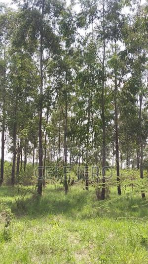 Prime Plot for Sale 50 by 100 Kabarak Area ,For Multipurpose Use . - thumbnail 2