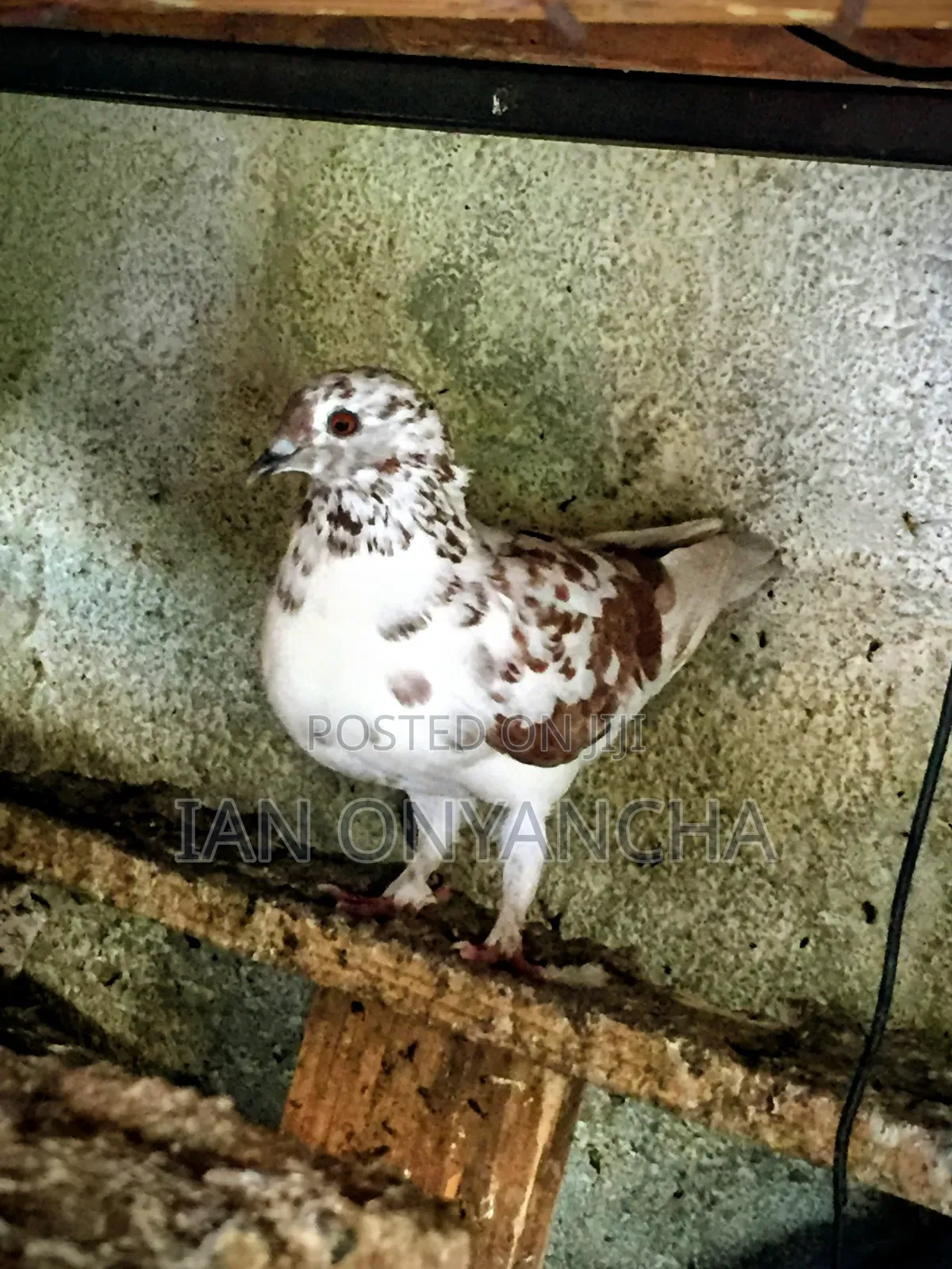 Lovely Pigeons