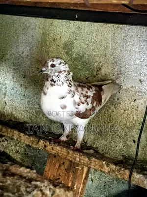 Lovely Pigeons