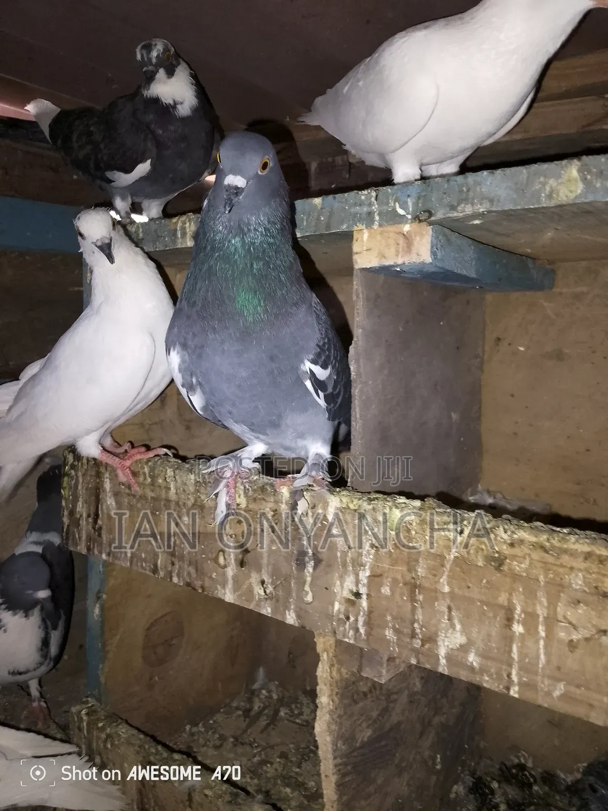 Lovely Pigeons
