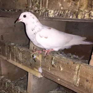Lovely Pigeons