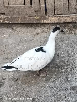 Muscovy Female Duck - main view