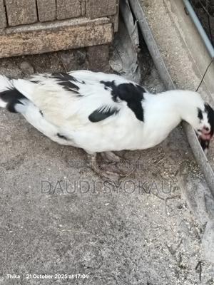 Muscovy Female Ducks - main view