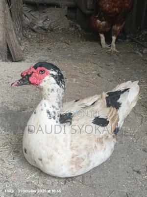 Muscovy Male Mature Ducks - main view