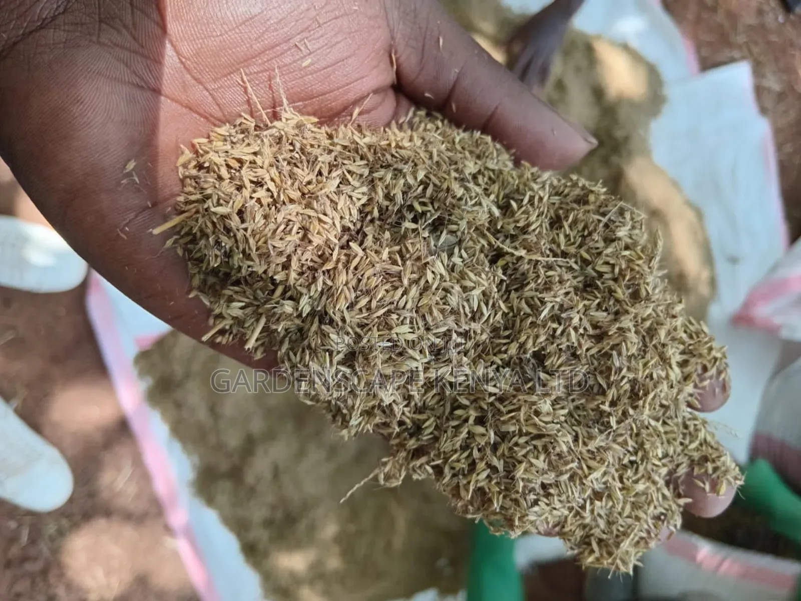 Boma Rhodes Seeds Moq 10kgs