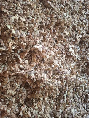 Eragrostis Superba/Maasai Love. Moq 20kgs