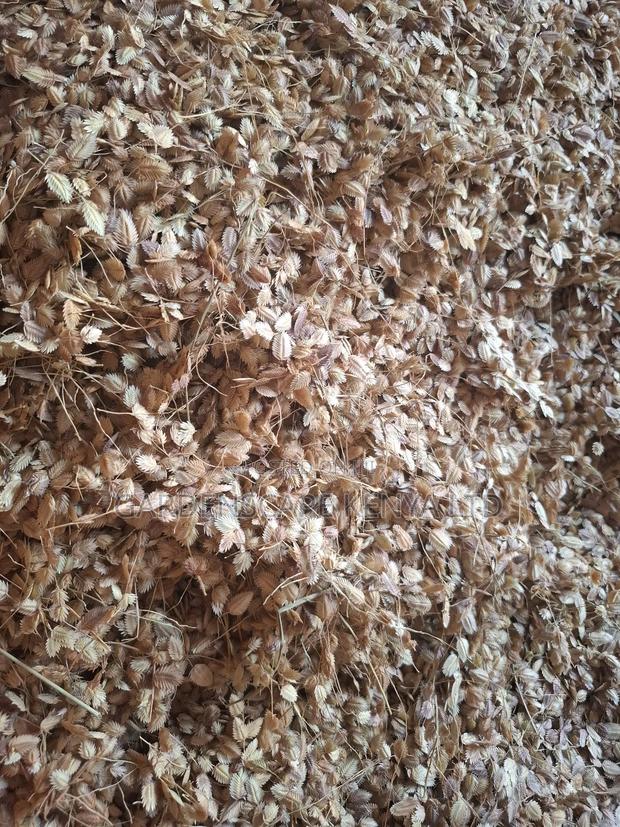 Eragrostis Superba/Maasai Love. Moq 20kgs