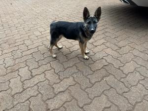 3-6 months Male Purebred German Shepherd