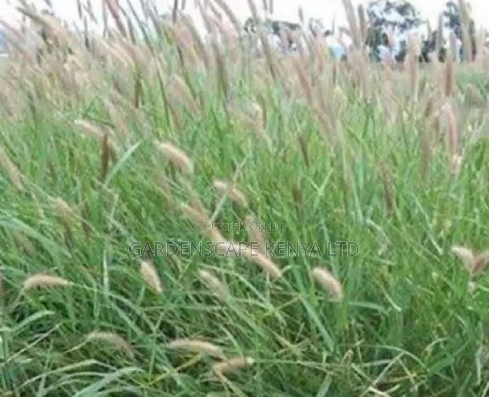 Cenchurus Ciliaris/African Foxtail Moq 20kgs