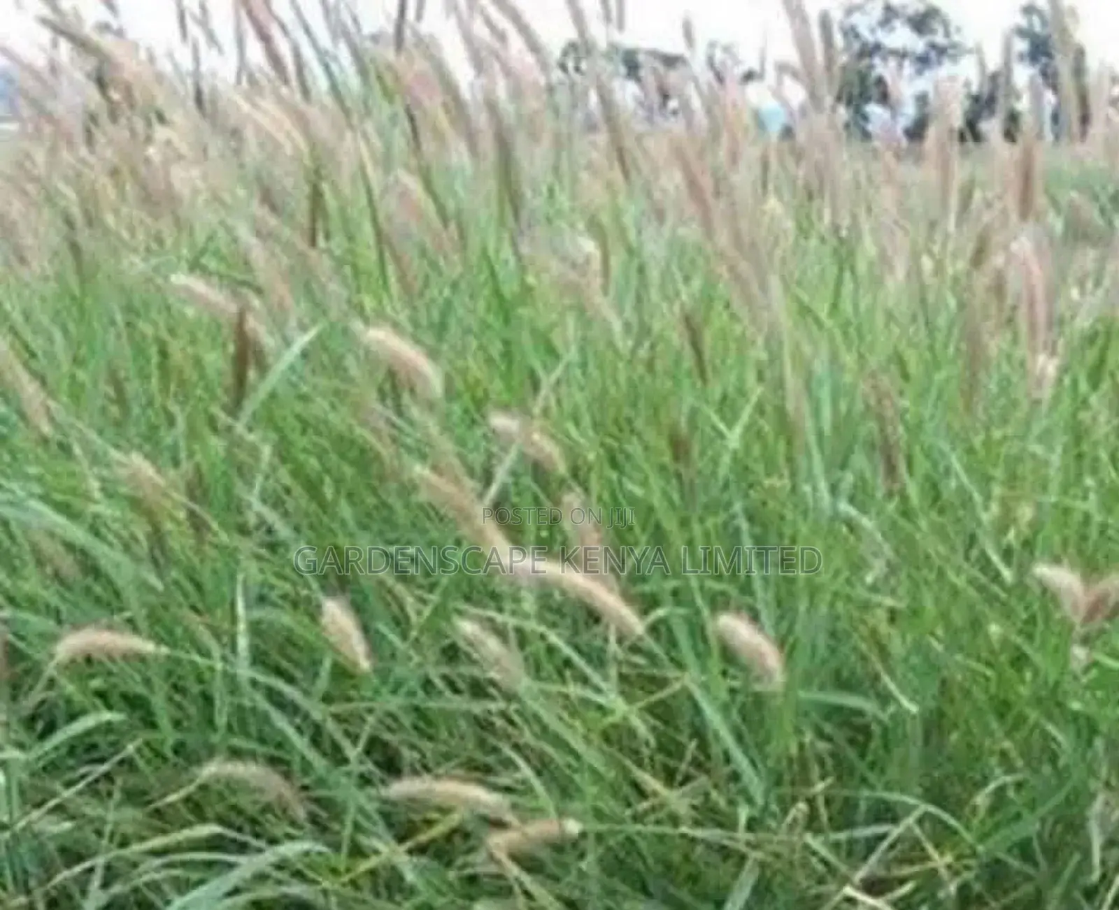 Cenchurus Ciliaris/African Foxtail Moq 20kgs