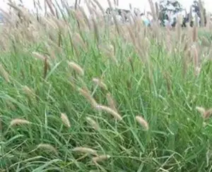 Cenchurus Ciliaris/African Foxtail Moq 20kgs
