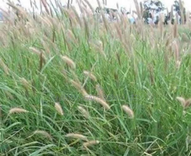 Cenchurus Ciliaris/African Foxtail Moq 20kgs