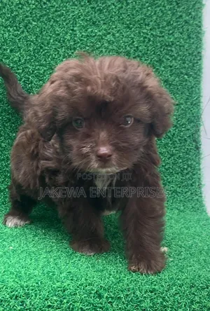 1-3 months Female Purebred Havanese