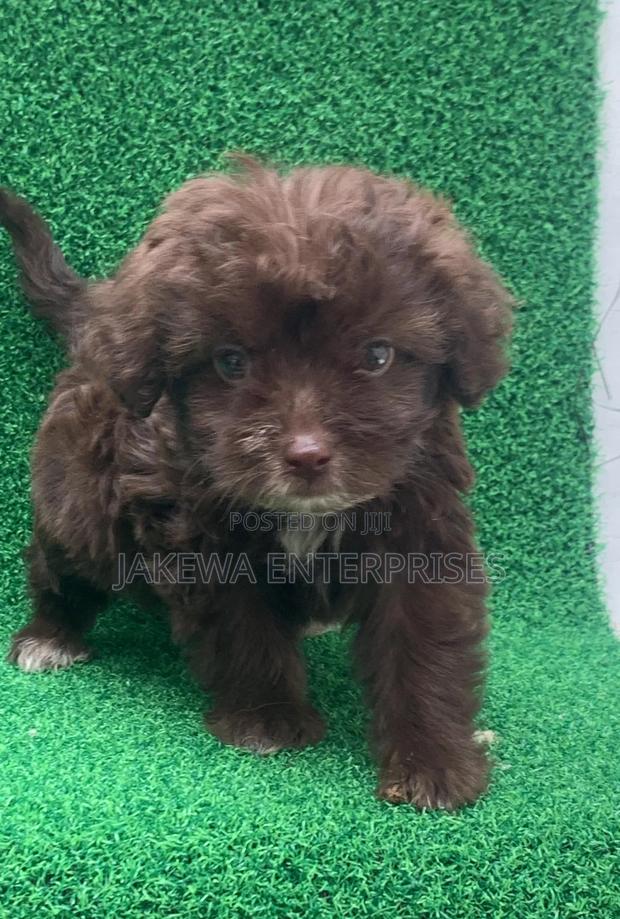 1-3 months Female Purebred Havanese