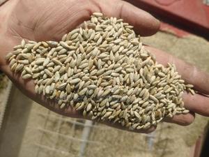 Bush Rye/Entropogon Macrostachyus - thumbnail 2