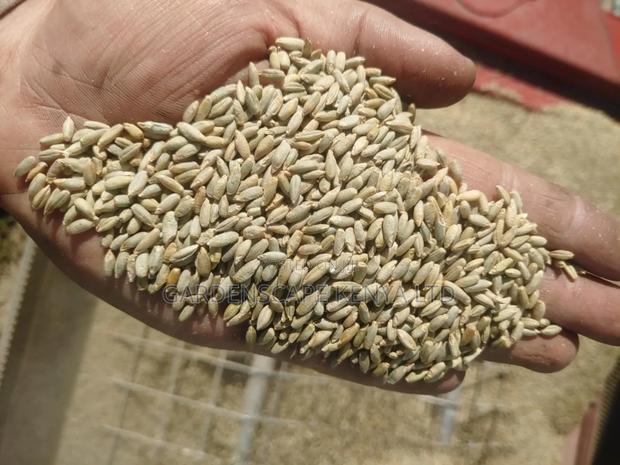 Bush Rye/Entropogon Macrostachyus - main view