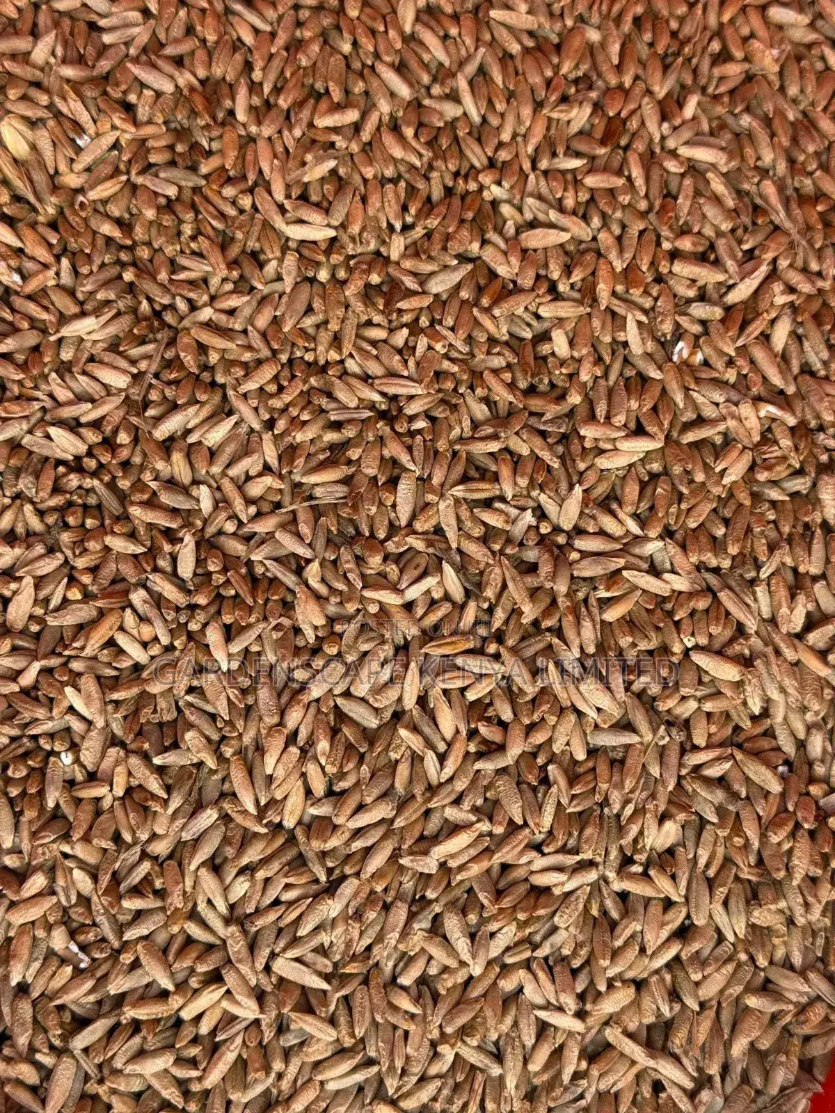 Bush Rye/Entropogon Macrostachyus