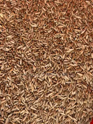 Bush Rye/Entropogon Macrostachyus