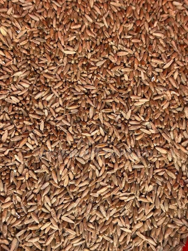 Bush Rye/Entropogon Macrostachyus - thumbnail 3