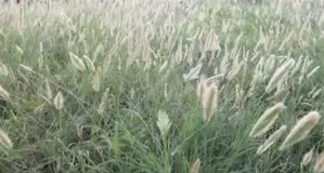 Horsetail Seeds/Chorus Rcbhurghiana