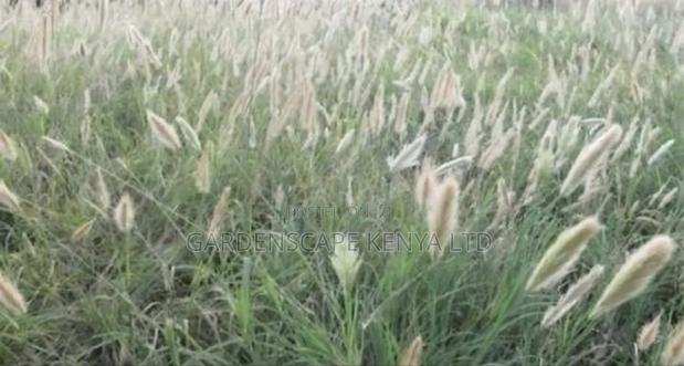 Horsetail Seeds/Chorus Rcbhurghiana - main view