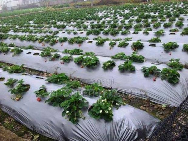 Mulching Paper Polythene
