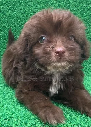 1-3 months Male Purebred Havanese