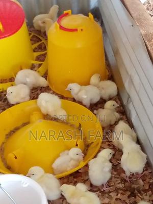 Fresh Tasty Homebred Broiler Kuku - main view