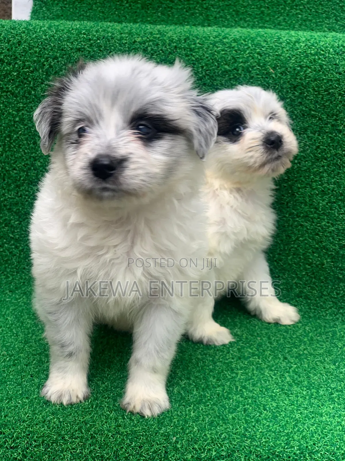 1-3 months Male Purebred Havanese