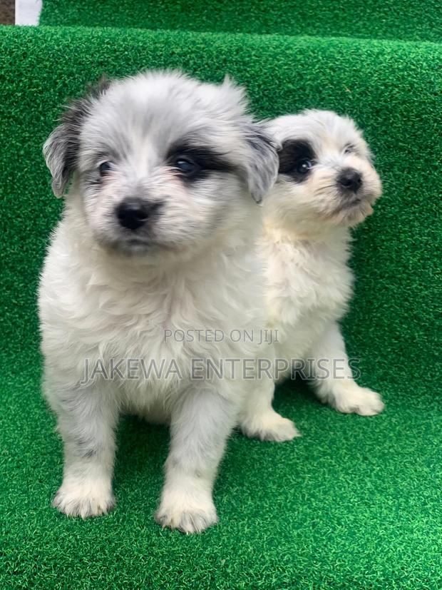 1-3 months Male Purebred Havanese