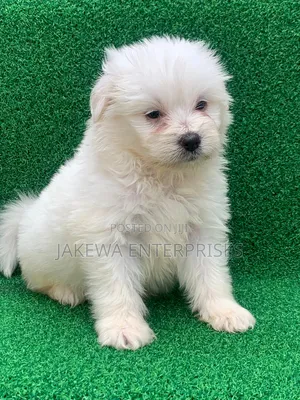 1-3 months Female Purebred Havanese