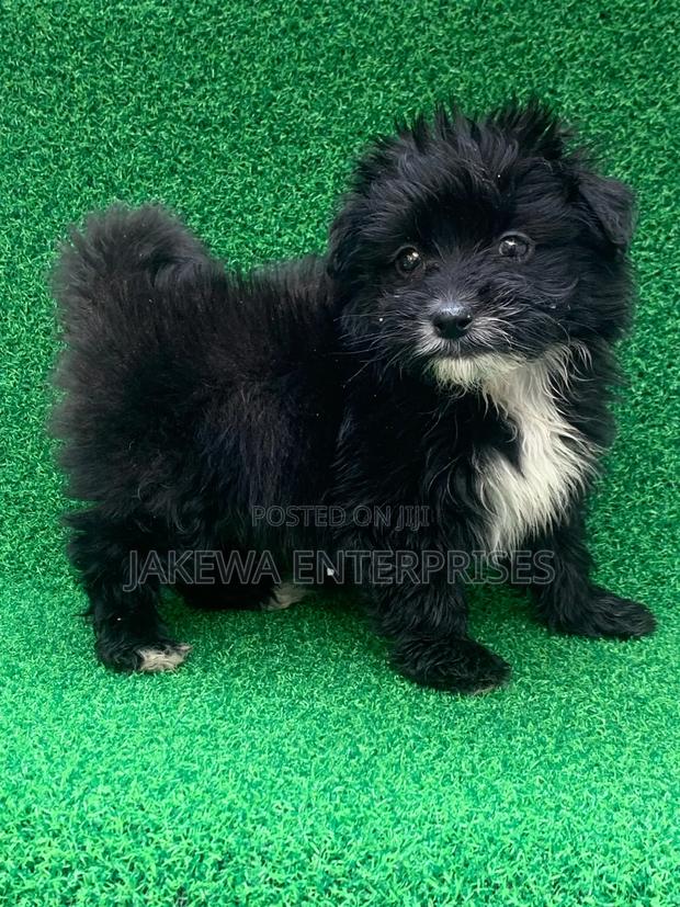 1-3 months Male Purebred Havanese