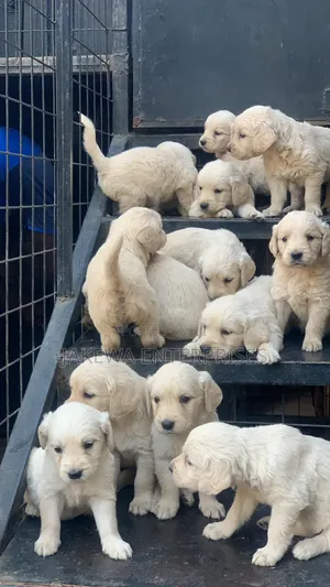 1-3 months Male Purebred Golden Retriever