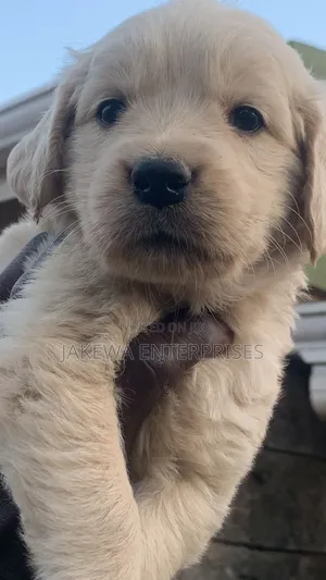 1-3 months Male Purebred Golden Retriever
