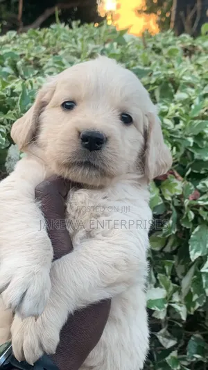1-3 months Female Purebred Golden Retriever