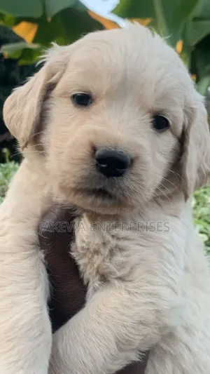 1-3 months Female Purebred Golden Retriever