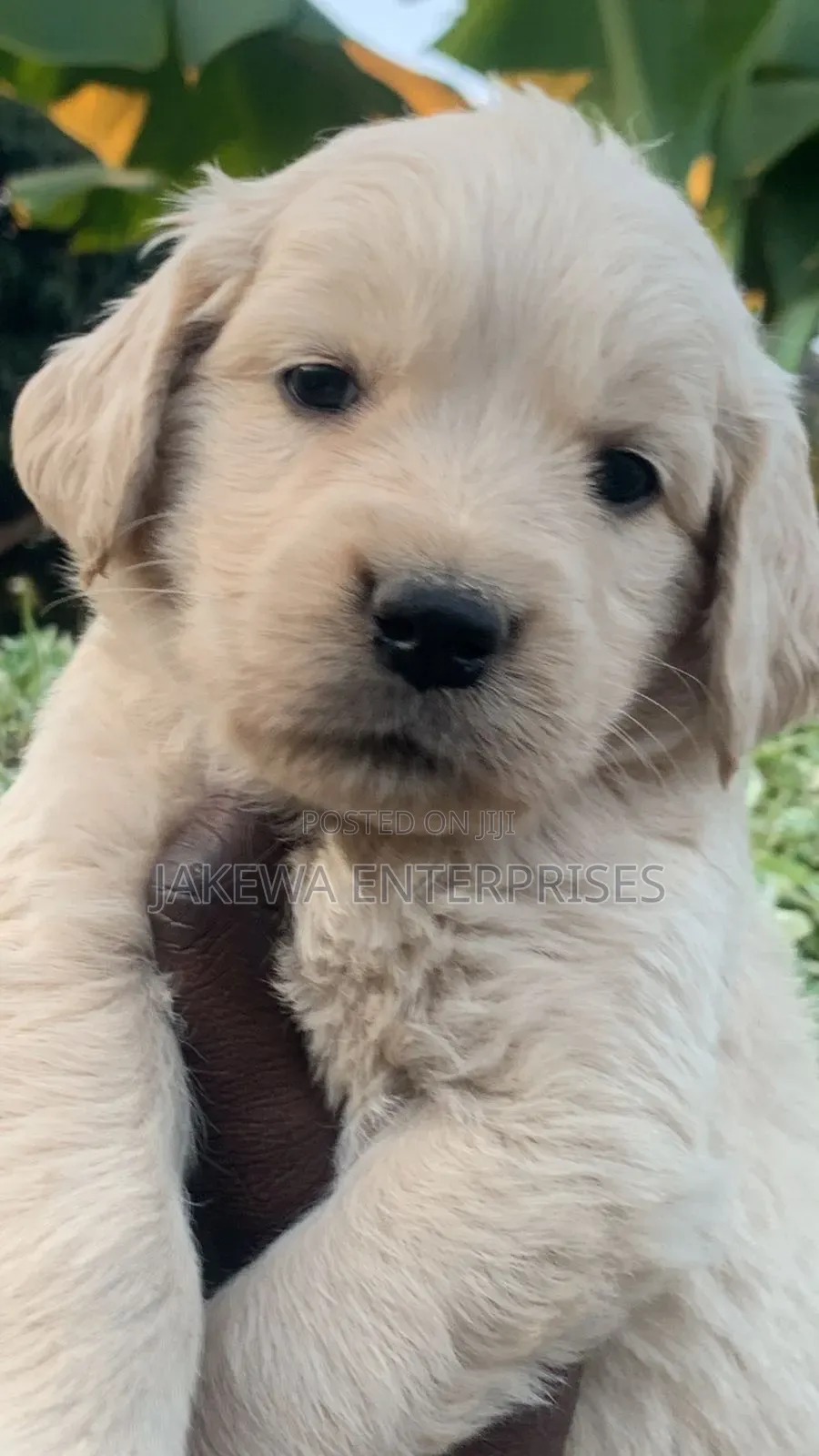 1-3 months Female Purebred Golden Retriever