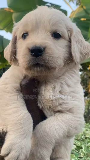 1-3 months Male Purebred Golden Retriever