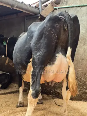 Girilando Crossbred