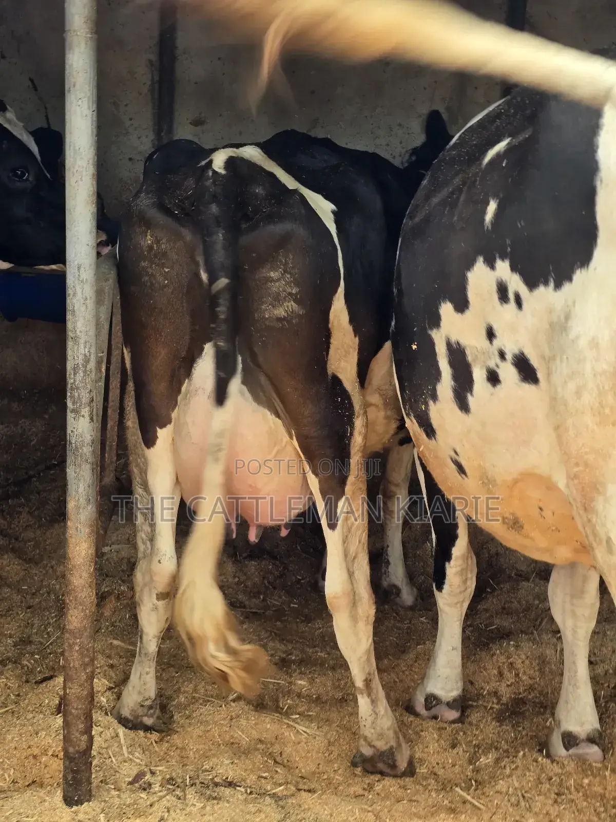 Girilando Crossbred