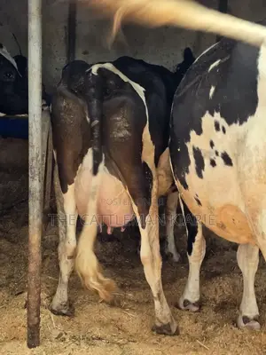 Girilando Crossbred