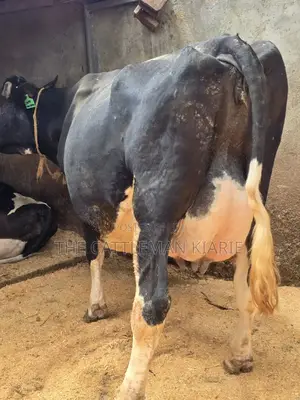 Girilando Crossbred